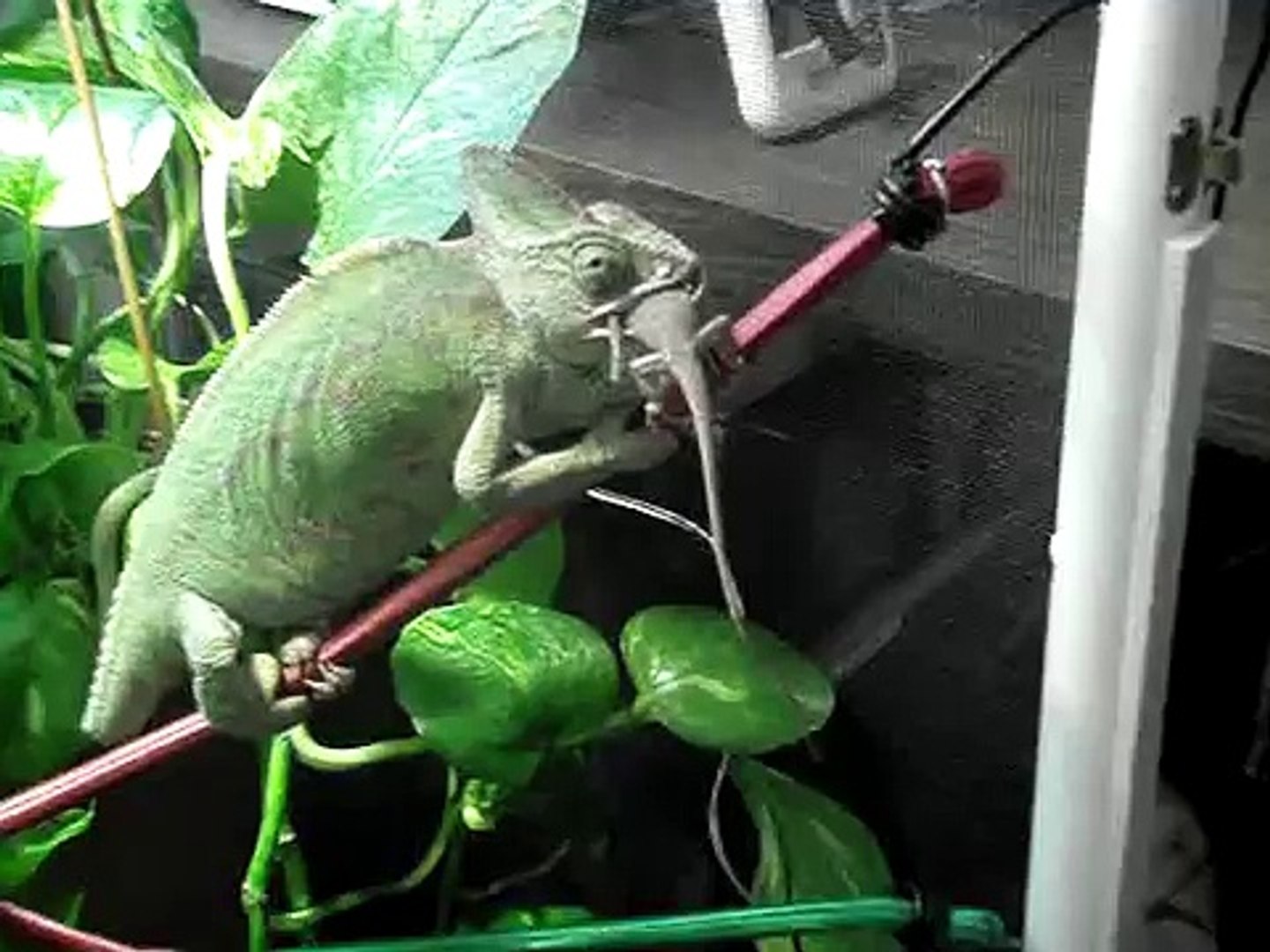 Chameleon eats Lizard (Anole)