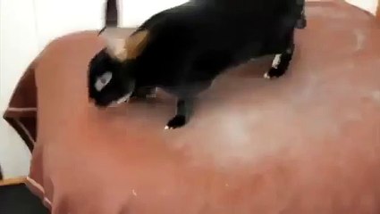 Funny Screaming Rabbit