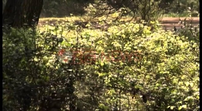 Qeveria ndryshon mendim, dezinsektimi i mushkonjave jo nga ajri po nga toka