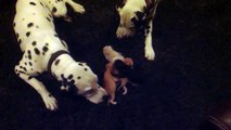 Dalmatian Puppies Meet The Kittens. Take 3. Puppy Love!