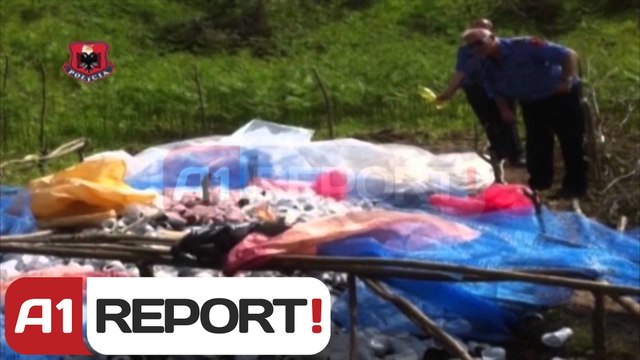 A1 Report - Tepelene, asgjesohen 3500 fidane kanabis, ishin gati per t'u mbjelle