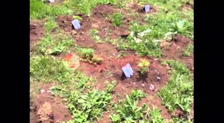 Lezhe, asgjesohen 400 rrënjë kanabis, arrestohet kultivuesi