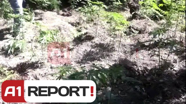 A1 Report - Vlore, asgjesohen 200 rrenje Kanabis, ishin mbjelle ne 2 parcela
