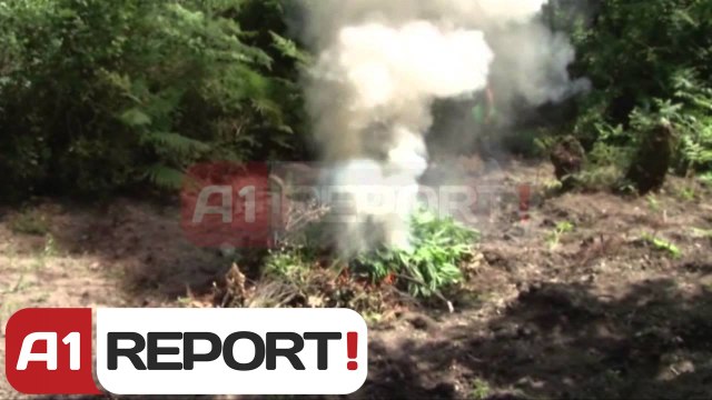 A1 Report - Vlorë, asgjësohen 1000 rrënjë kanabis, ishin mbjellë në 7 parcela