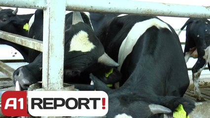 A1 Report- Made in Albania I, 7 Qershor 2014