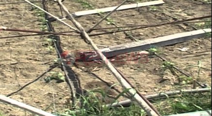 Shiu përmbyt fushën e Myzeqesë, dëmtohen prodhimet bujqësore