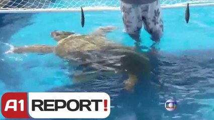 A1 Report -  Breshka..ose "Koka e madhe" parashikon fitoren e Brazilit në ndeshjen e parë