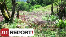 A1 Report - Tepelenë, digjen rreth 11 900 fidanë  kanabis në zona të thella të fshatrave