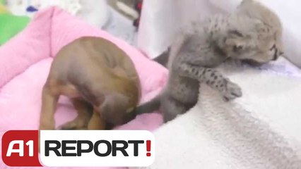 A1 Report - Qenushi Reina mëson Gatopardin e  braktisur nga nëna si të "socializohet"