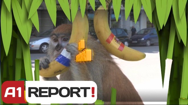 A1 Report - Majmuni Iva goditi në shenjë, Hollanda fitoi ndaj Spanjës