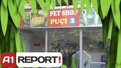 A1 Report - Brazil 2014, Majmuni Iva parashikon "Sonte fiton Italia"