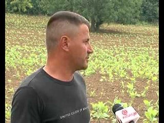 Shkatërrohen tokat e shqiptarëve të Lubotenit në Çuçer Sandevë