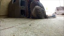 GoPro CATS CAT HAD KITTENS - DAY 26 - KITTENS LOVE GOPRO