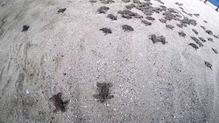 Turtle Release - Oracabessa Bay, Jamaica
