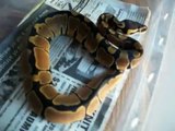 New female ball python, reduced pattern- funny video ending :P