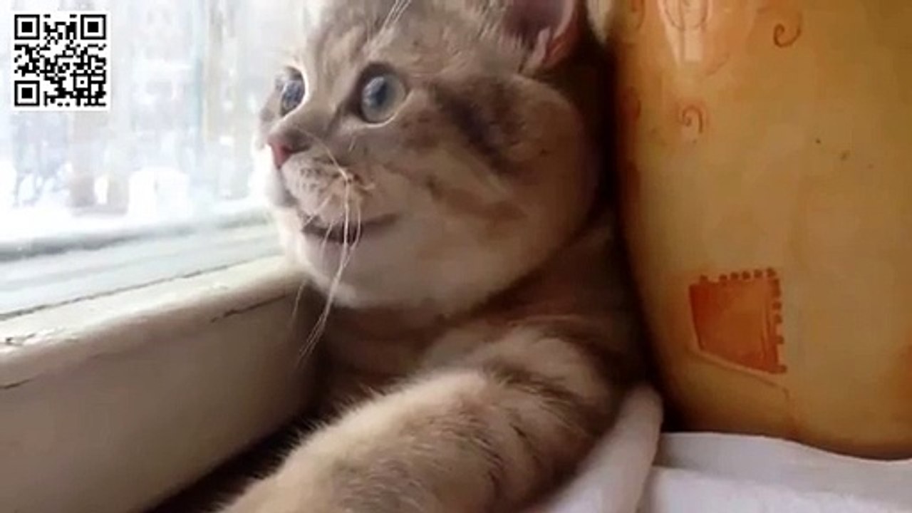 Кот сломался!