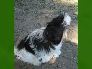 Teddy - Dog Park April 15, 2007