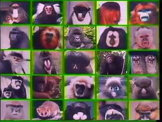 地球ファミリー「タモリがせまる類人猿のびっくり世界」1/5