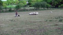 shebear berger pyrenees age 12 mois en dressage mouton