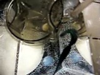 Female Crowntail Betta Fish Fighting