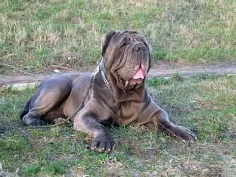 The Neapolitan Mastiff