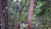 Wild Cassowary eating berries in HD
