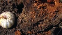 Roháč obecný - Lucanus Cervus - Beetle Stag - Hirschkäfer