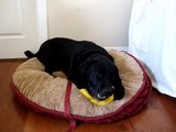 Kodi the Black Lab playing with squeaky toy