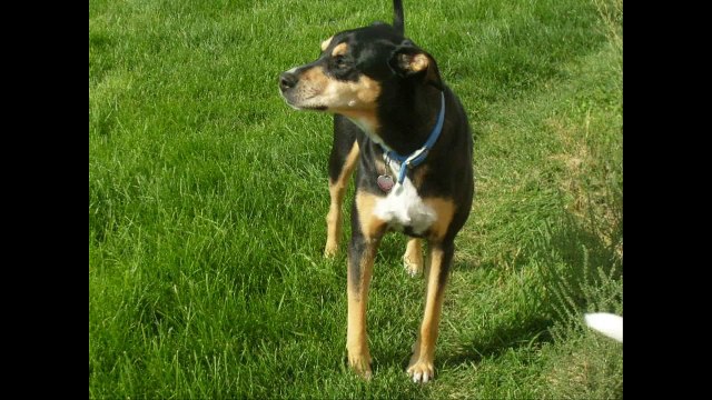 in loving memory of buddy ( song Somewhere Over the Rainbow 2011 - Israel IZ Kamakawiwo'ole)