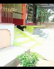 Goat do sliding