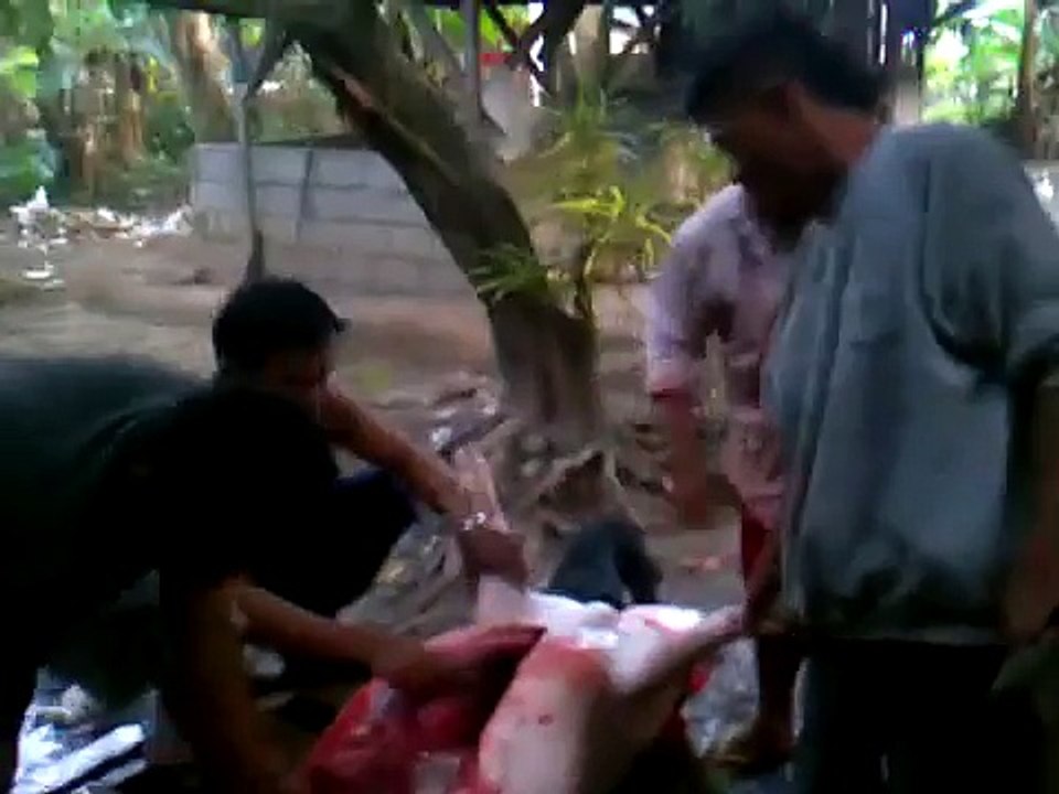 Pig slaugther-Katay ng Baboy-