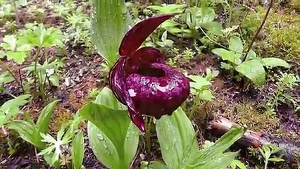 Lady slipper orchids of Sichuan, China: assorted Cypripediums