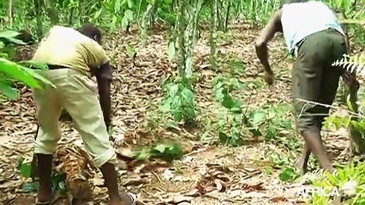 Côte d'Ivoire, La Certification dans la culture du cacao