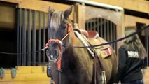 For Sale: Registered Gaited Kentucky Mountain Saddle Horse In Colorado