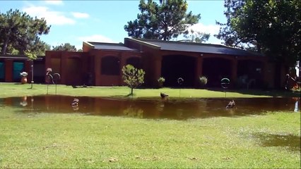 criadero de aves rapaces EL NIEGO ARGENTINA