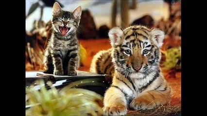 Chats! Drôle compilation NOUVEAU!