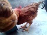 Gallo y gallina de 3 meses, felices en el patio