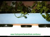 Build a Hydroponics System Cheaply & Easily