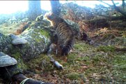 Scottish wildcat (Highland tiger) caught on spy cam