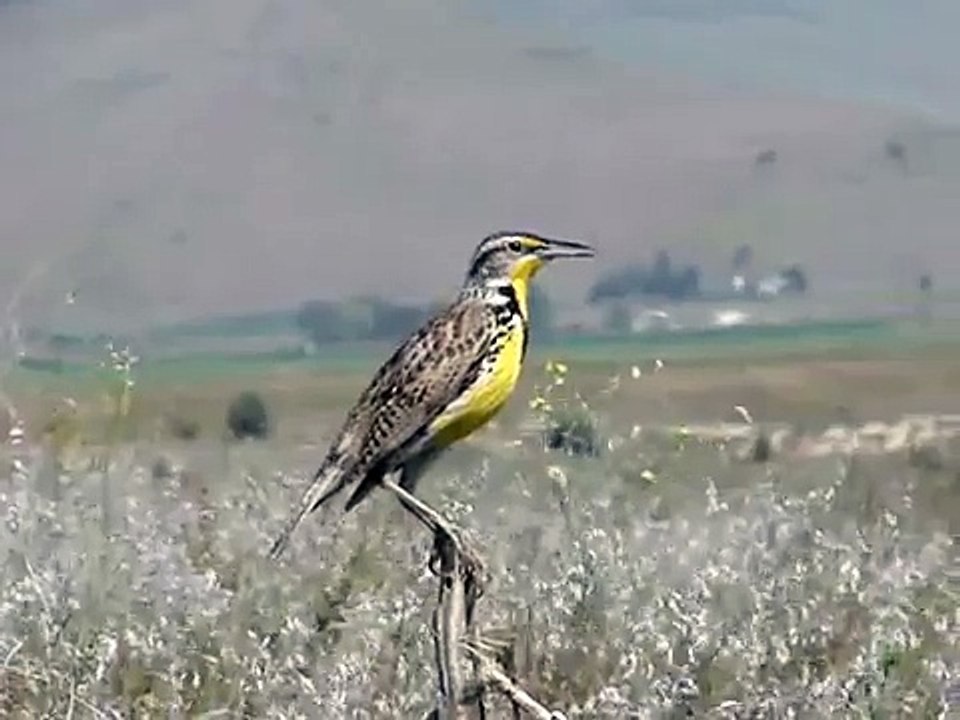 Western Meadowlark