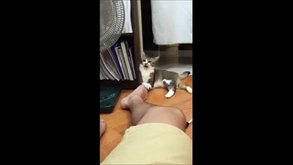 Cat mocks stinking feet of his master