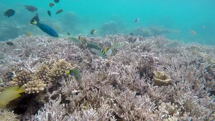 Des poissons tropicaux aux Philippines! GoPro (+10min - Palawan)