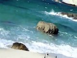 Pinguins at Boulders Beach
