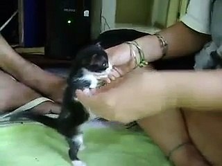 A gata Melissa amamentando os filhotes