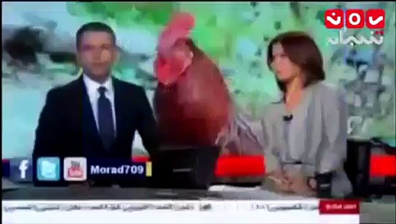 ملكة جمال الدجاج هههههههههه