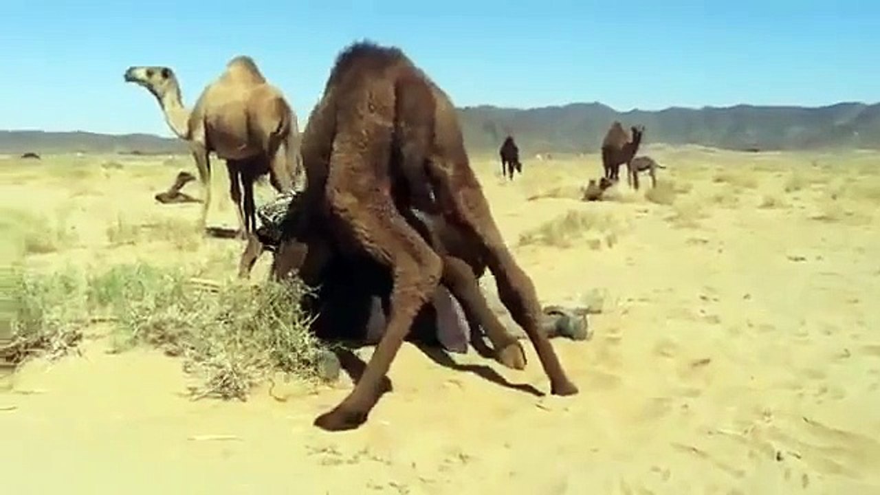 الحاشي حاقد علی السوداني