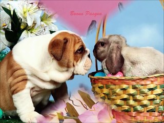Buona Pasqua ... auguri pure a te