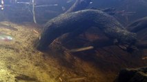 Native Fish: Common Galaxias or Jollytail (Galaxias maculatus), Thurra River, Victoria