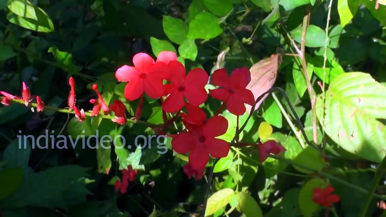 Piles or hemorrhoids, Folk medicine - Fire plant