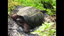 French River Wildlife -  Bear's Den Lodge, Ontario, Canada